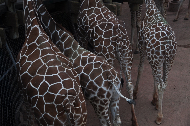 giraffe
